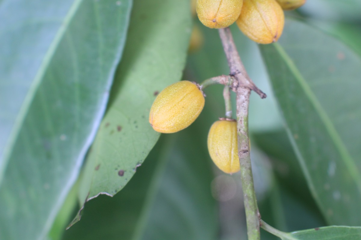 Casearia zeylanica (Gaertn.) Thwaites